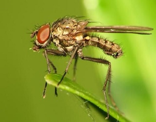 Росткова муха є одним із небезпечних шкідників гарбузових культур